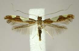 Image of Caloptilia bimaculatella (Ely 1915)