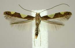 Image of Caloptilia bimaculatella (Ely 1915)