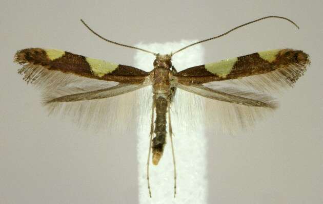 Image of Caloptilia bimaculatella (Ely 1915)