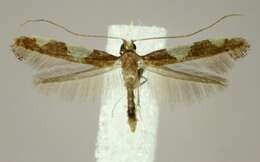 Image of Caloptilia bimaculatella (Ely 1915)