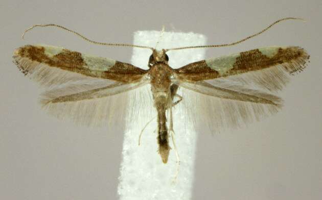 Image of Caloptilia bimaculatella (Ely 1915)