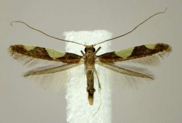 Image of Caloptilia bimaculatella (Ely 1915)