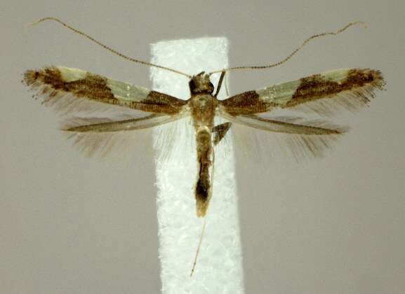 Image of Caloptilia bimaculatella (Ely 1915)