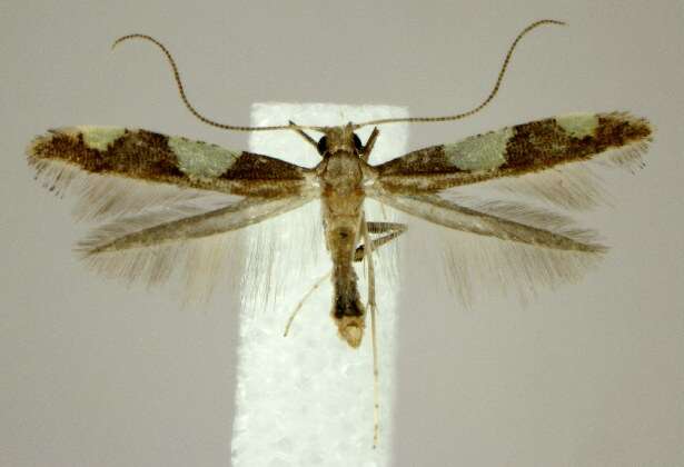 Image of Caloptilia bimaculatella (Ely 1915)