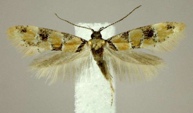 Image of <i>Decantha boreasella</i>