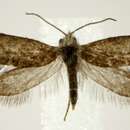 Image of Chinquapin Leaf-miner Moth