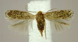 Image of Zimmermannia obrutella (Zeller 1873) van Nieukerken et al. 2016