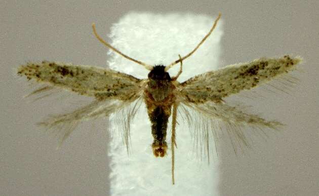 Image of Zimmermannia bosquella (Chambers 1878) van Nieukerken et al. 2016