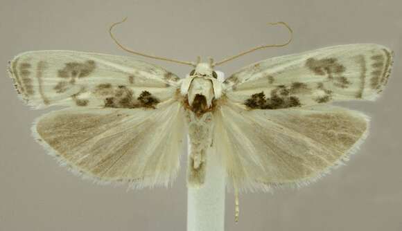 Image of Schlaeger's Fruitworm Moth