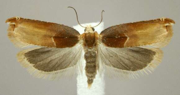 Image of Ancylis divisana Walker 1863