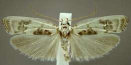 Image of Schlaeger's Fruitworm Moth