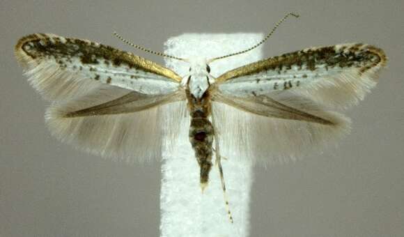 Imagem de Argyresthia subreticulata Walsingham 1882