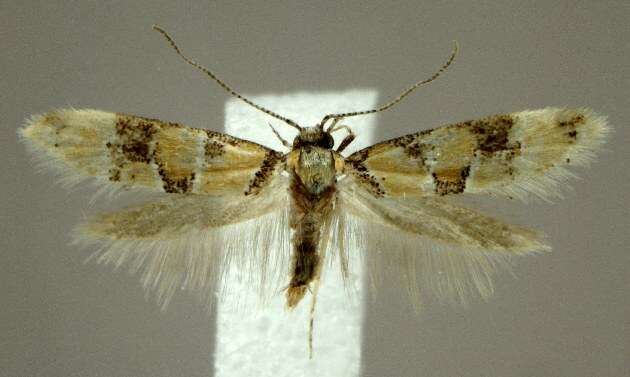 Image of <i>Decantha boreasella</i>