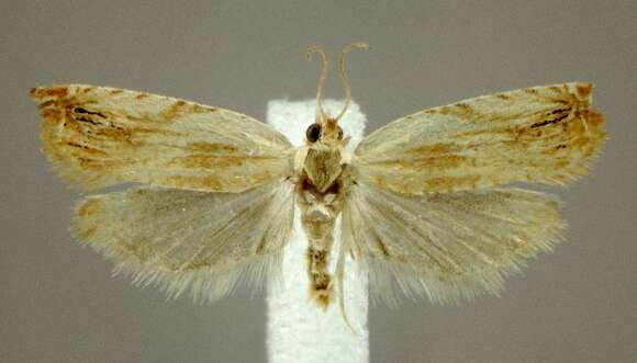 Image of Ancylis platanana Clemens 1860