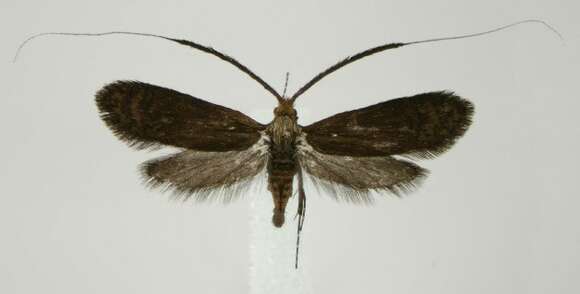 Image of Southern Longhorn Moth