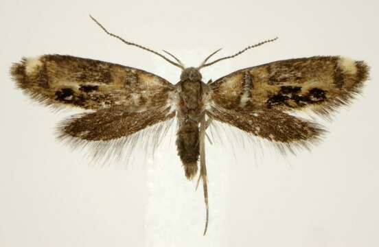 Image of Fabiola shaleriella