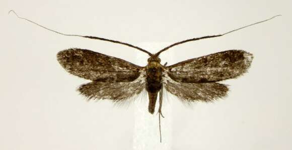 Image of Southern Longhorn Moth