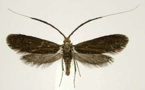 Image of Southern Longhorn Moth