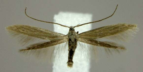 Coleophora concolorella Clemens 1863的圖片