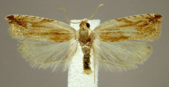 Image of Ancylis platanana Clemens 1860