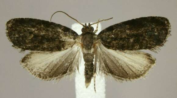 Image of Aterpia approximana Heinrich 1919