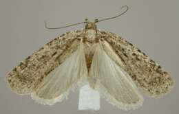 Imagem de Agonopterix eupatoriiella Chambers 1878