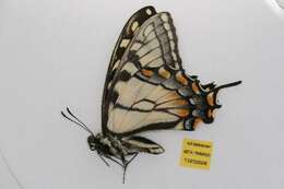 Image of Eastern Tiger Swallowtail