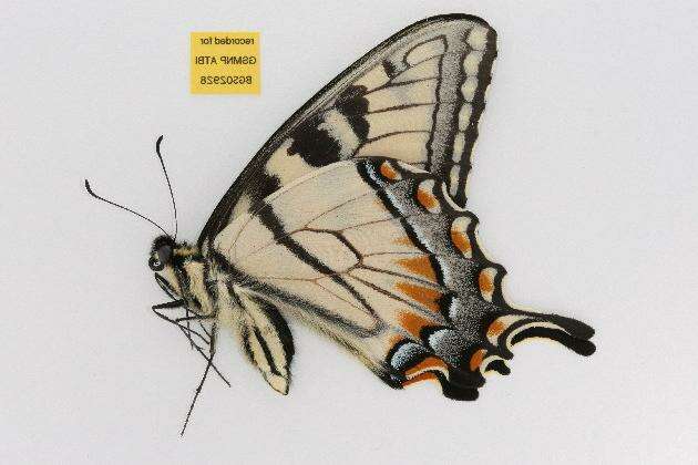 Image of Eastern Tiger Swallowtail