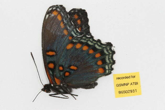 Image of <i>Limenitis arthemis astyanax</i>