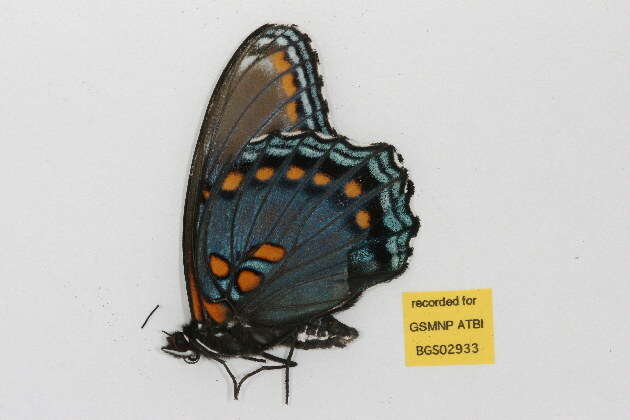 Image of <i>Limenitis arthemis astyanax</i>