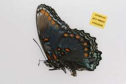 Image of <i>Limenitis arthemis astyanax</i>