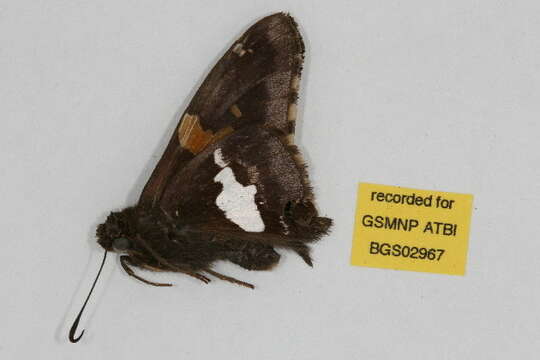 Image of Silver-spotted Skipper