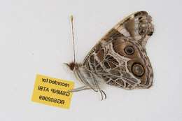 Image of <i>Vanessa virginiensis</i>