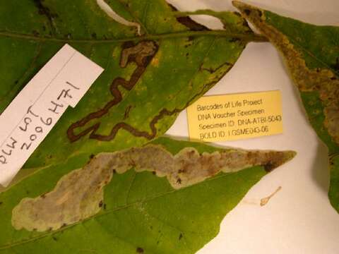 Image of Poison Ivy Leaf-miner Moth