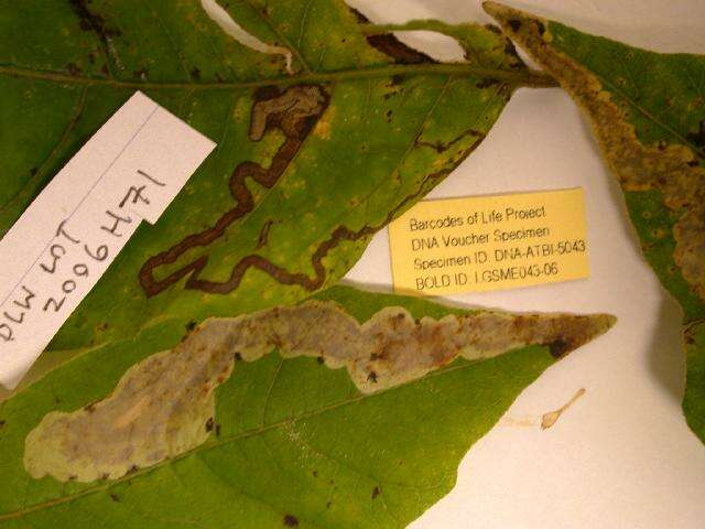 Image of Poison Ivy Leaf-miner Moth