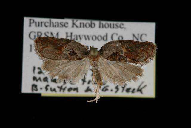 Image of Acleris maculidorsana Clemens 1864