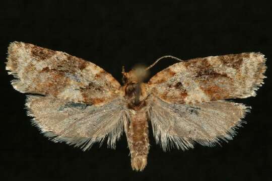 Image of Jack Pine Tube Moth