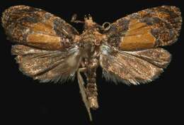 Olethreutes osmundana Fernald 1879 resmi