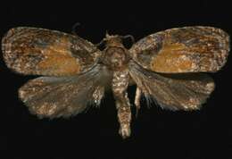 Olethreutes osmundana Fernald 1879 resmi