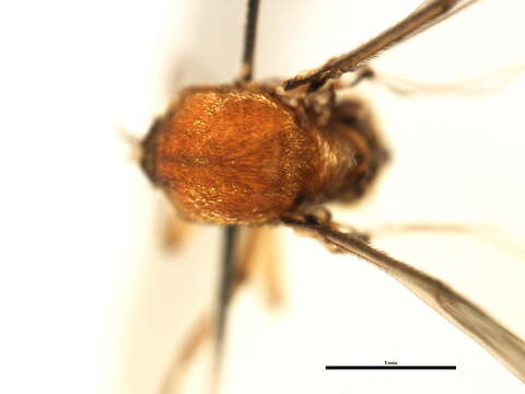 Image of Cnesia ornata Wygodzinsky & Coscaron 1973