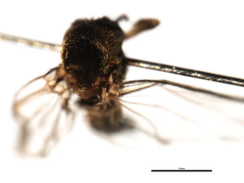 Image of Cnesia ornata Wygodzinsky & Coscaron 1973