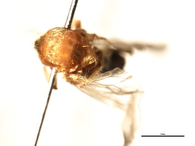 Image of Gigantodax rufidulus Wygodzinsky & Coscaron 1989