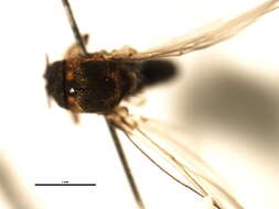 Sivun Gigantodax igniculus Coscaron & Wygodzinsky 1962 kuva