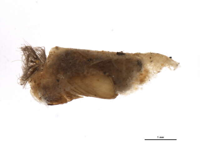 Sivun Gigantodax igniculus Coscaron & Wygodzinsky 1962 kuva