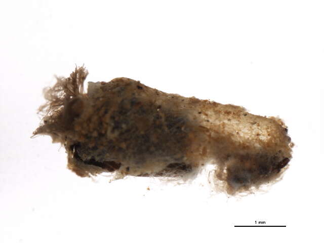 Sivun Gigantodax igniculus Coscaron & Wygodzinsky 1962 kuva