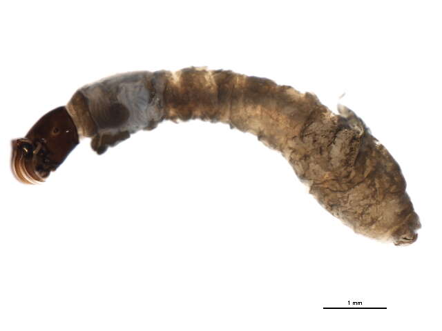 Sivun Gigantodax igniculus Coscaron & Wygodzinsky 1962 kuva