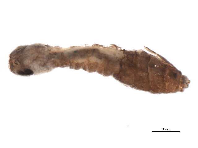 Sivun Gigantodax igniculus Coscaron & Wygodzinsky 1962 kuva