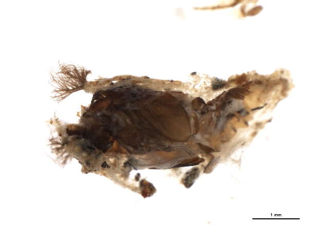 Sivun Gigantodax igniculus Coscaron & Wygodzinsky 1962 kuva