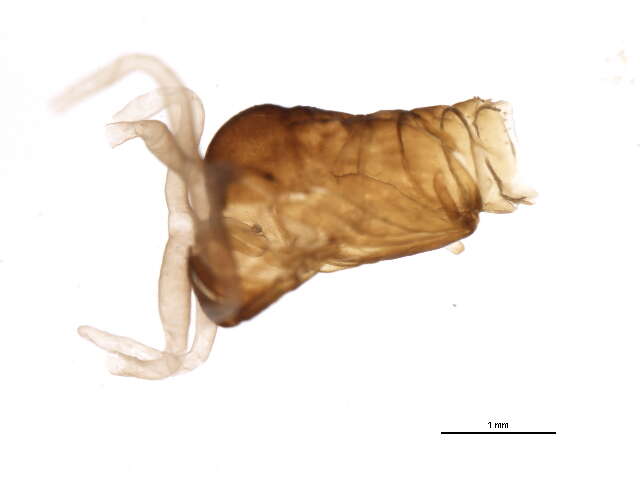 Sivun Gigantodax rufescens (Edwards 1931) kuva