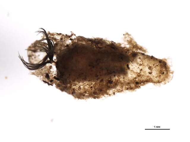 Imagem de Gigantodax femineus (Edwards 1931)